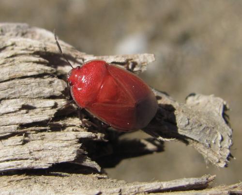 Canthophorus melanopterus