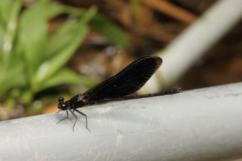 Euphaea splendens