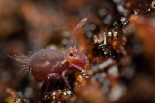 Dicyrtoma fusca