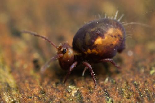 Dicyrtoma fusca
