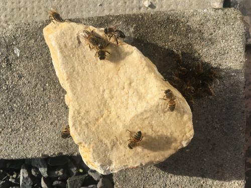 Apis mellifera