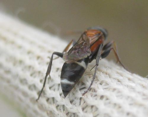 Harpactus laevis