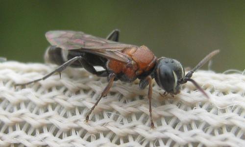 Réf. 196 544 : Harpactus laevis
