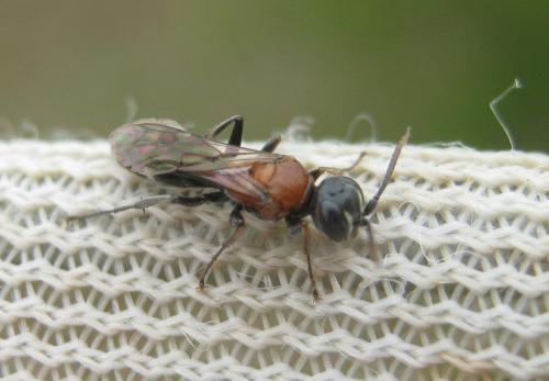 Réf. 196 545 : Harpactus laevis