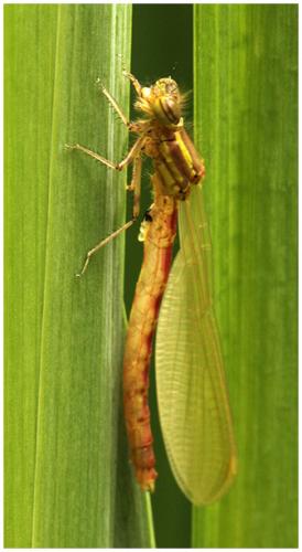 Pyrrhosoma nymphula