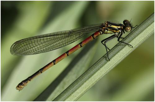 Pyrrhosoma nymphula