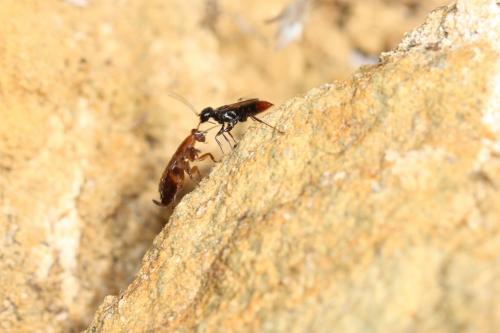 Dolichurus haemorrhous