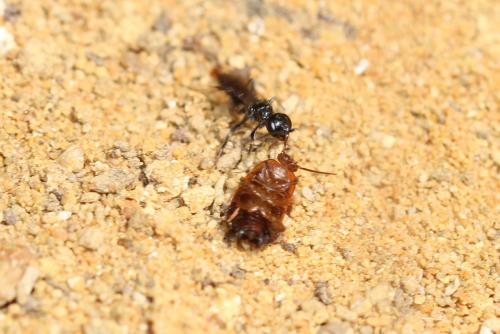 Dolichurus haemorrhous