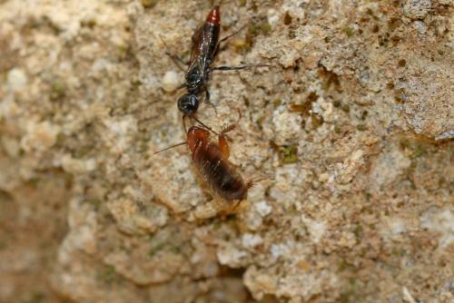 Loboptera sp.