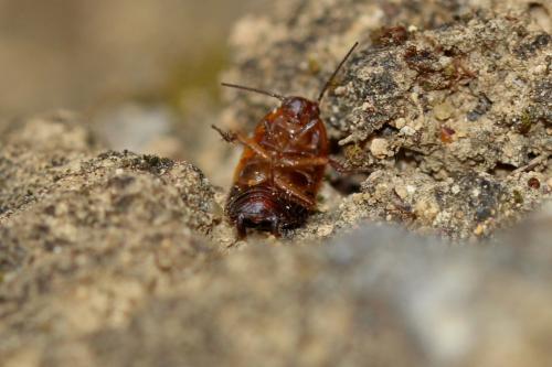 Réf. 196 301 : Loboptera sp.