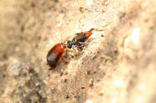 Dolichurus haemorrhous