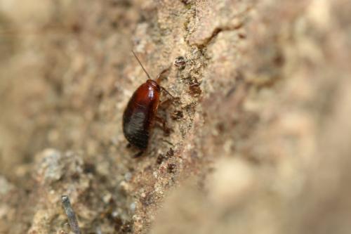 Réf. 196 300 : Loboptera sp.