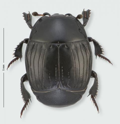 Margarinotus brunneus