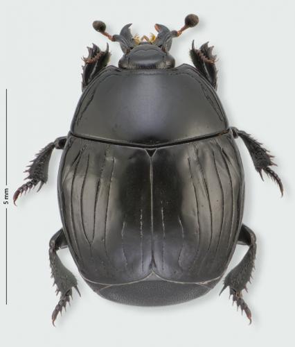 Margarinotus striola succicola