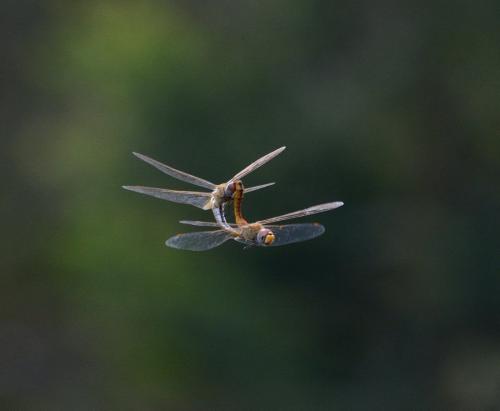 Pantala flavescens