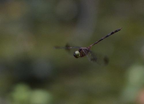 Réf. 196 835 : Zyxomma petiolatum