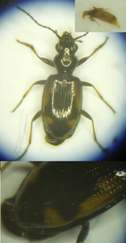 Réf. 196 578 : Bembidion callosum