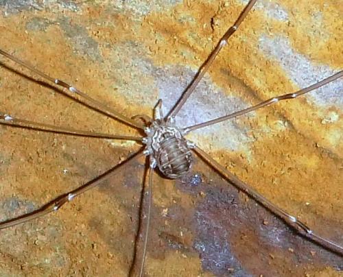 Réf. 196 029 : Leiobunum limbatum