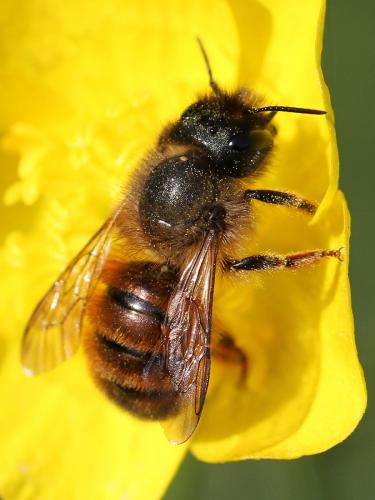 Réf. 196 010 : Osmia bicornis