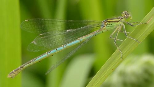 Erythromma lindenii