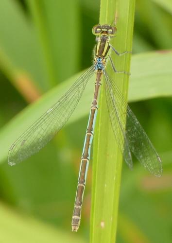 Erythromma lindenii