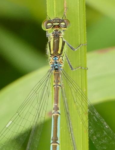 Erythromma lindenii