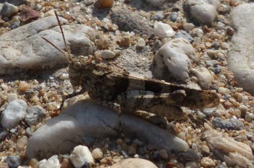 Oedipoda caerulescens caerulescens