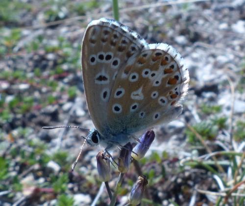 Réf. 196 187 : Polyommatus bellargus