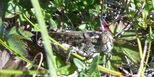 Calliptamus sp.