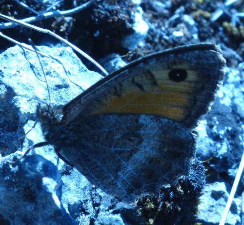 Réf. 196 285 : Arethusana arethusa