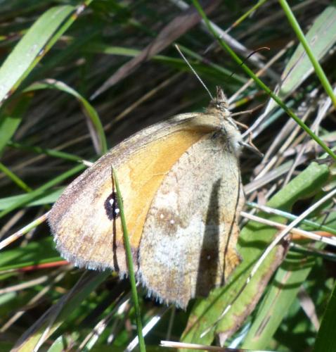 Réf. 196 154 : Pyronia tithonus