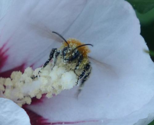 Bombus pascuorum