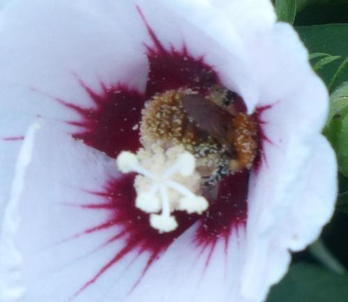Bombus pascuorum