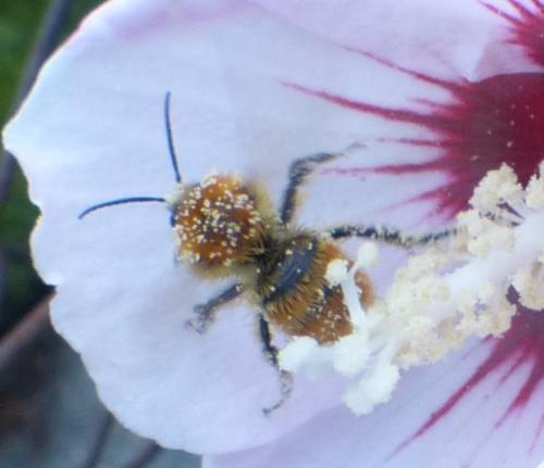 Bombus pascuorum