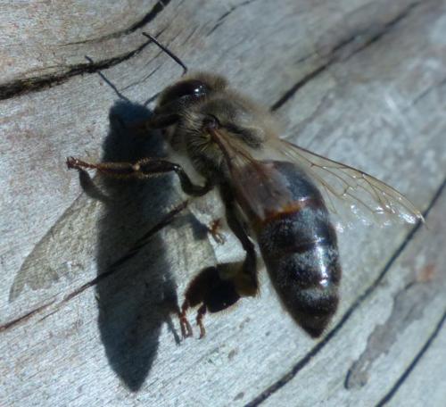 Apis mellifera