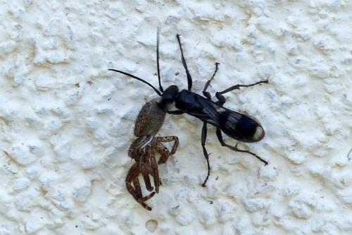 Dipogon sp.