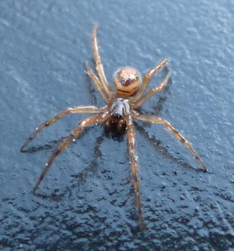 Réf. 196 948 : Steatoda nobilis