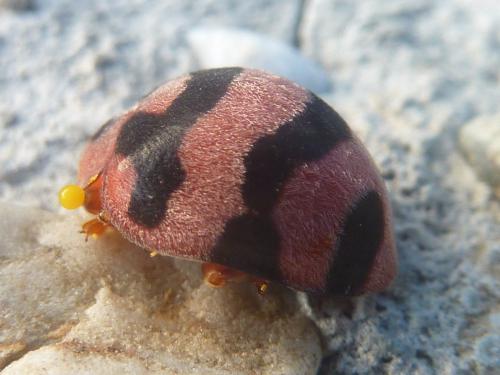 Epilachna sp.