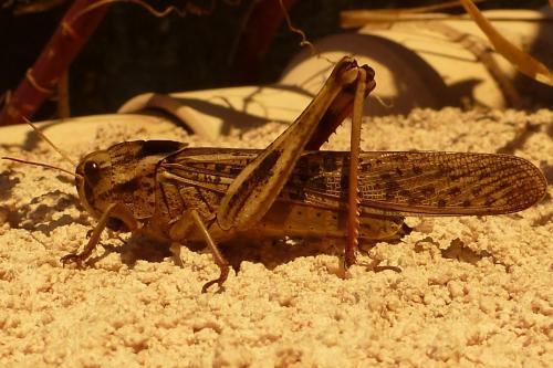 Réf. 196 312 : Locusta migratoria