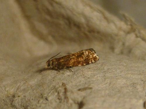 Réf. 196 196 : Epinotia sp.