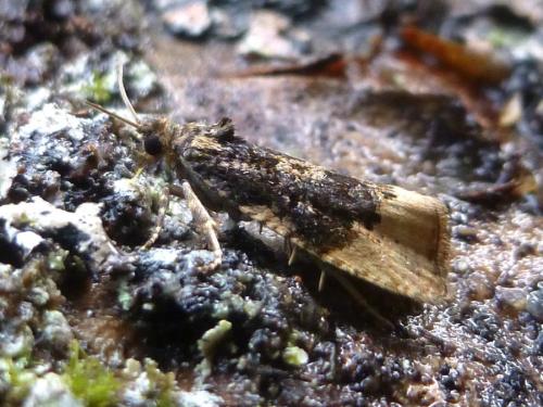 Hedya ochroleucana
