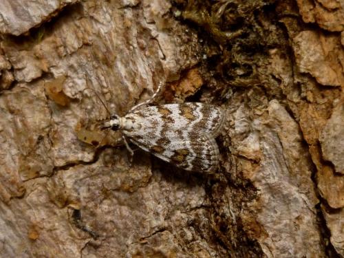 Réf. 196 194 : Scoparia pyralella