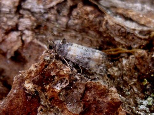 Réf. 196 191 : Piniphila bifasciana