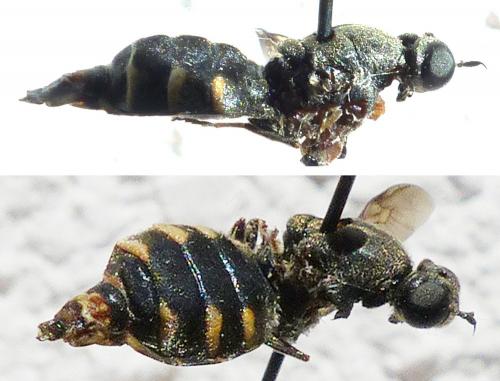 Lasiopa tsacasi