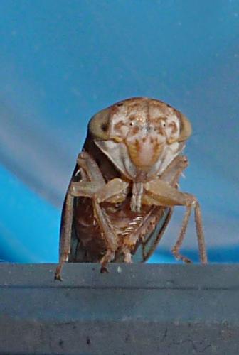 Réf. 196 861 : Idiocerus sp.