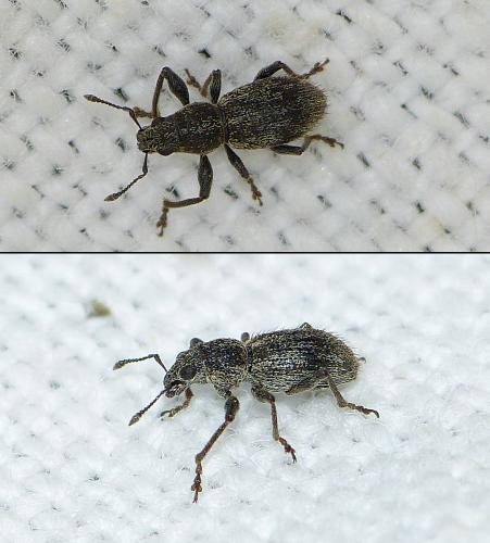 Andrion regensteinense