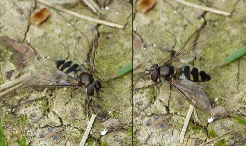 Meliscaeva auricollis