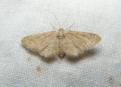 Idaea belemiata
