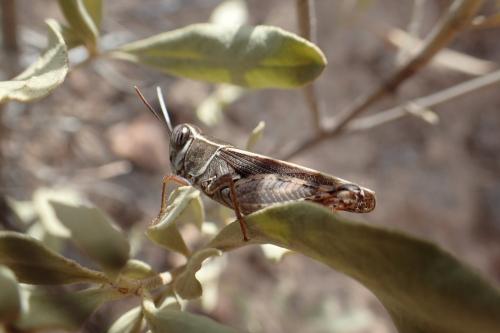 Calliptamus sp.