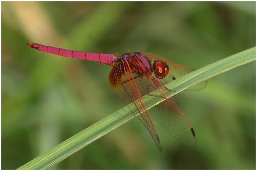 Trithemis aurora